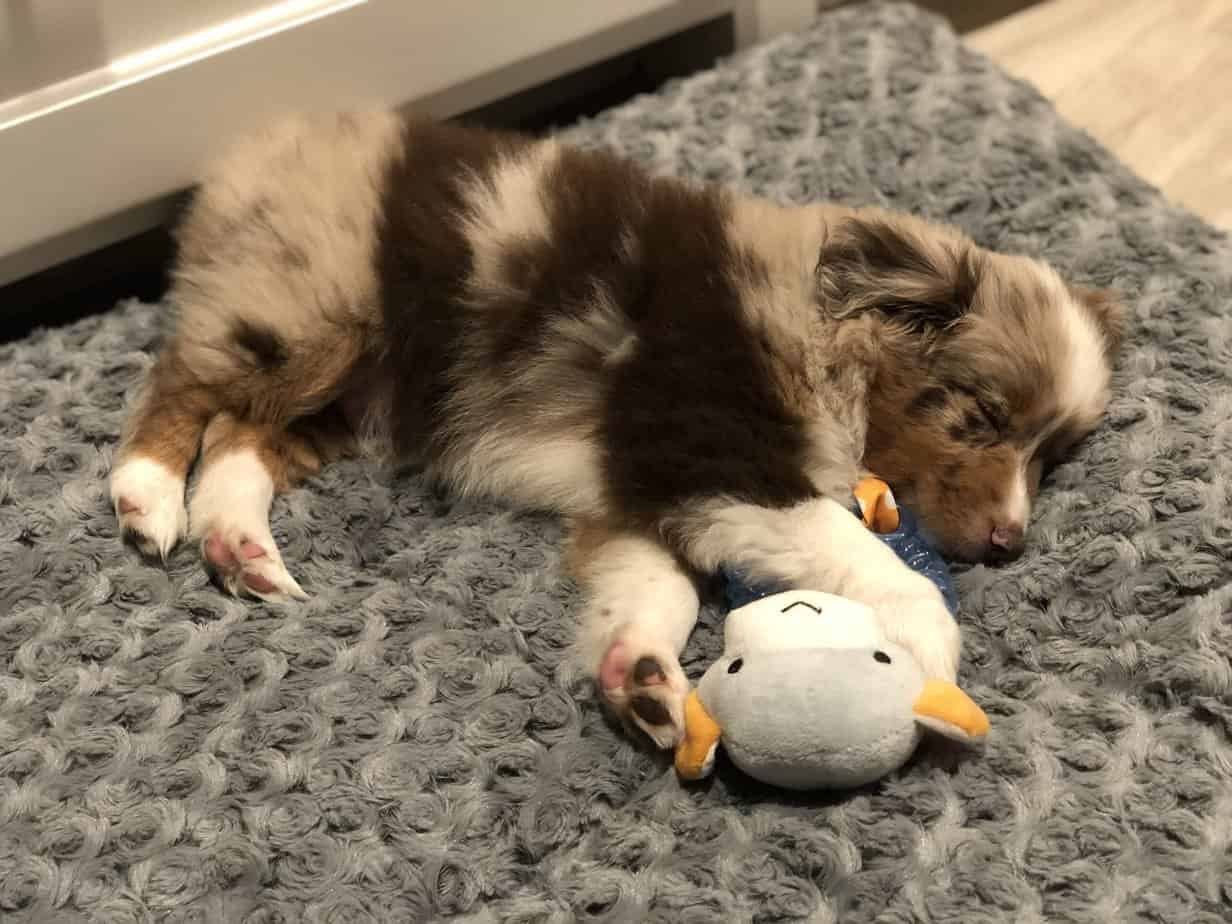 Australian Shepherd Shedding