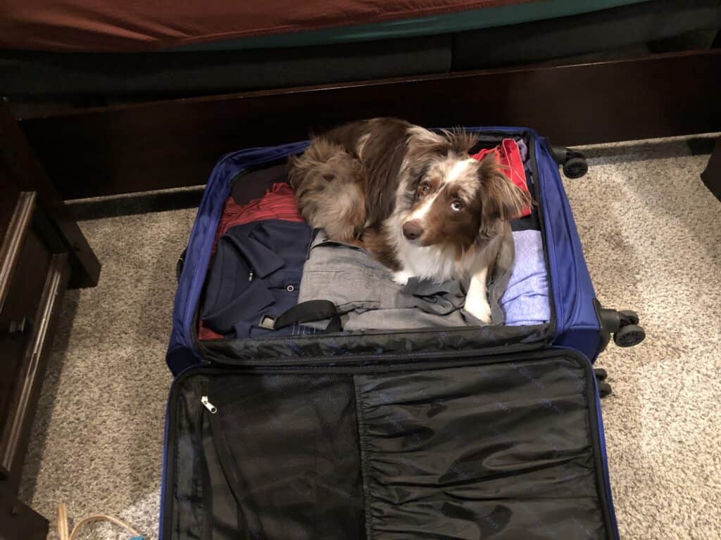 Australian Shepherd Separation Anxiety