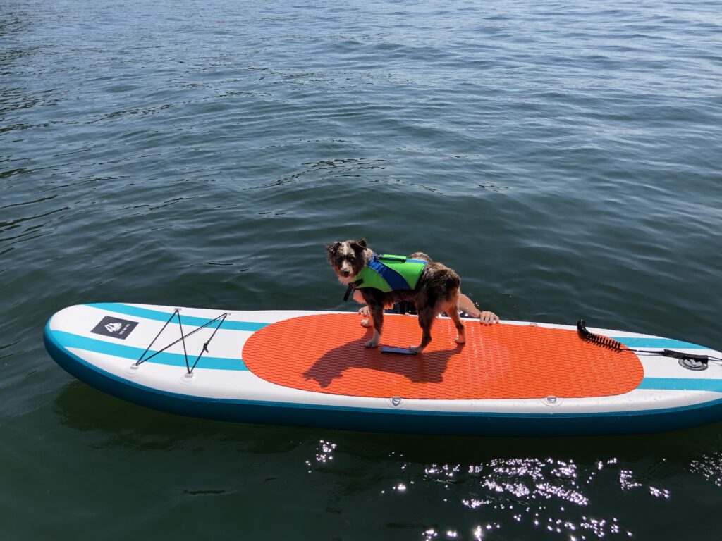 Australian Shepherd cool summer