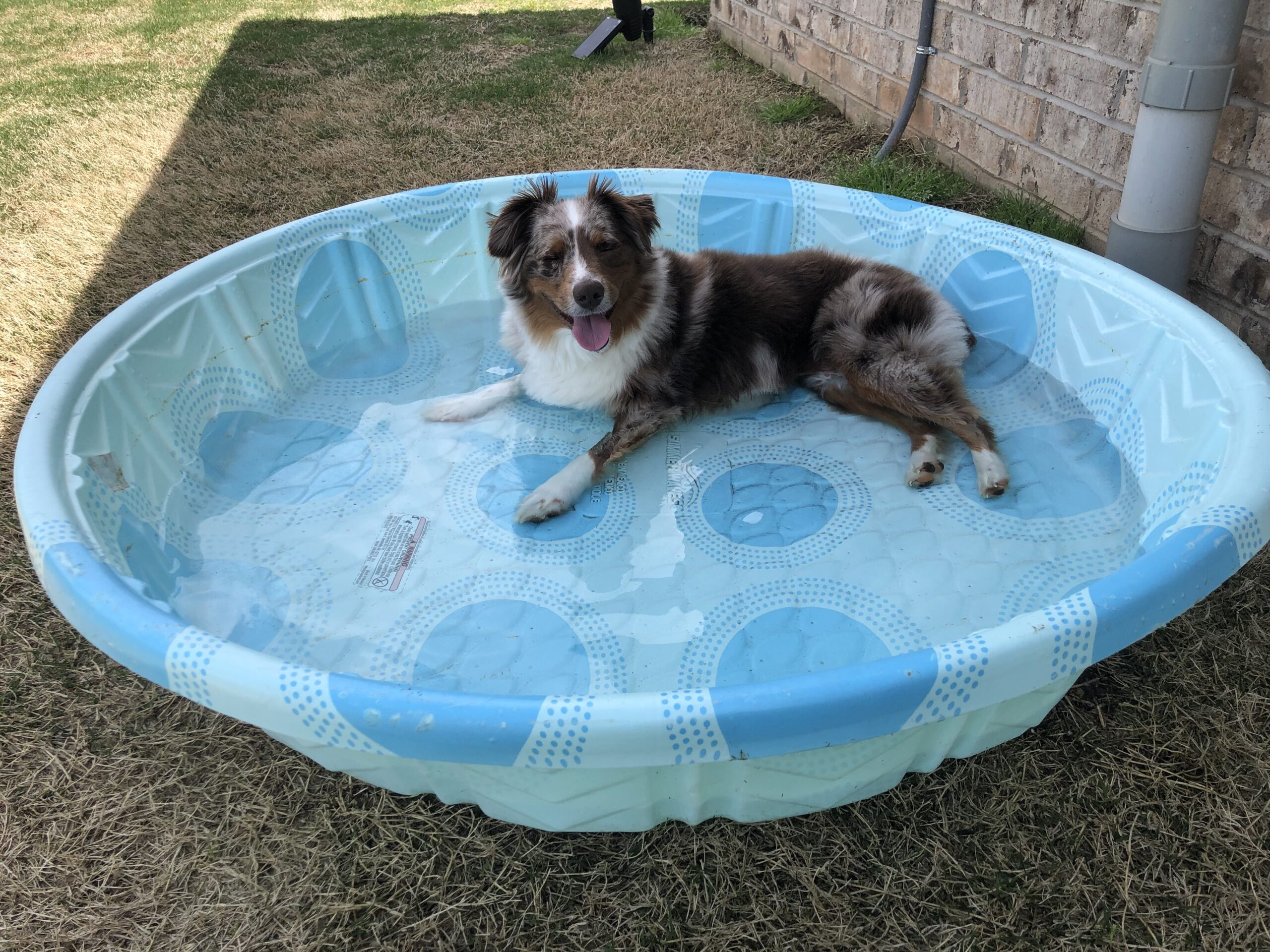 Australian Shepherd cool summer