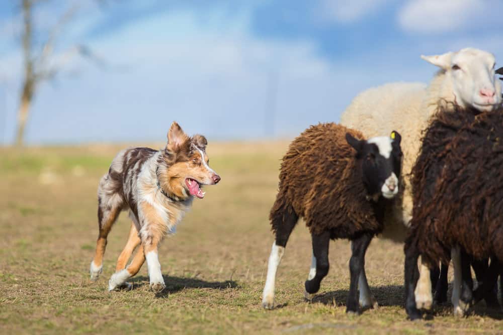 Working Australian Shepherds