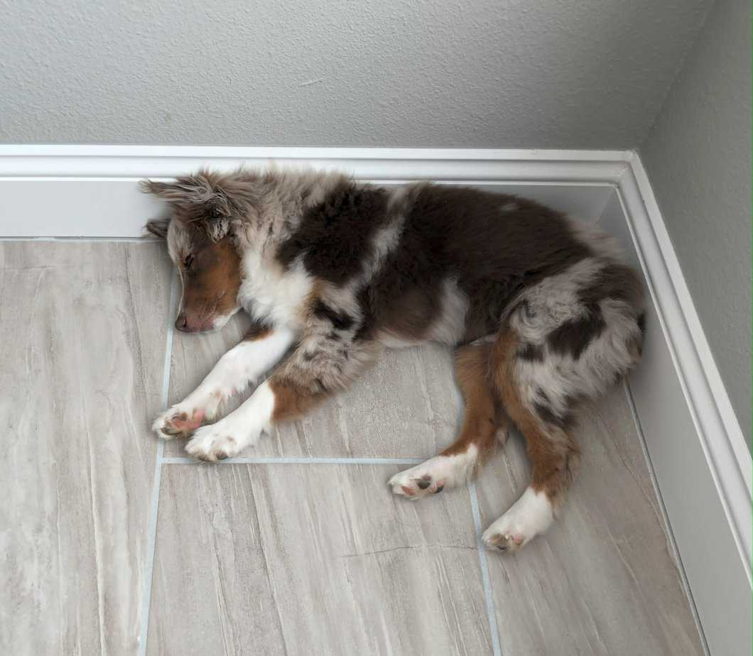 Australian Shepherd Sleeping