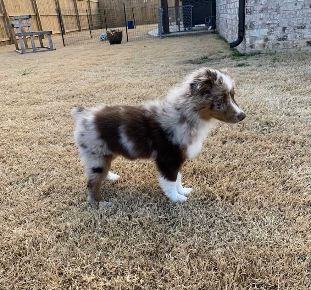 Australian Shepherd Puppy