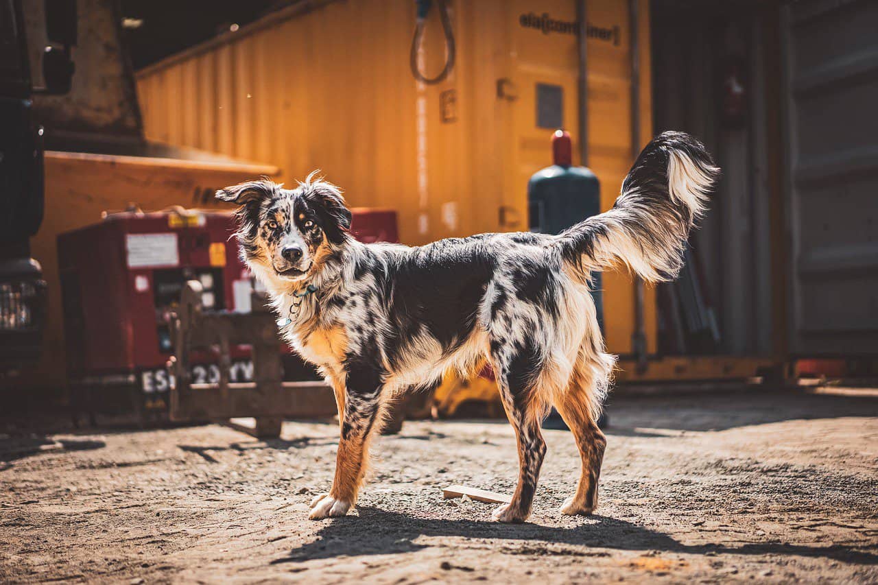 Australian Shepherd Docked Tail