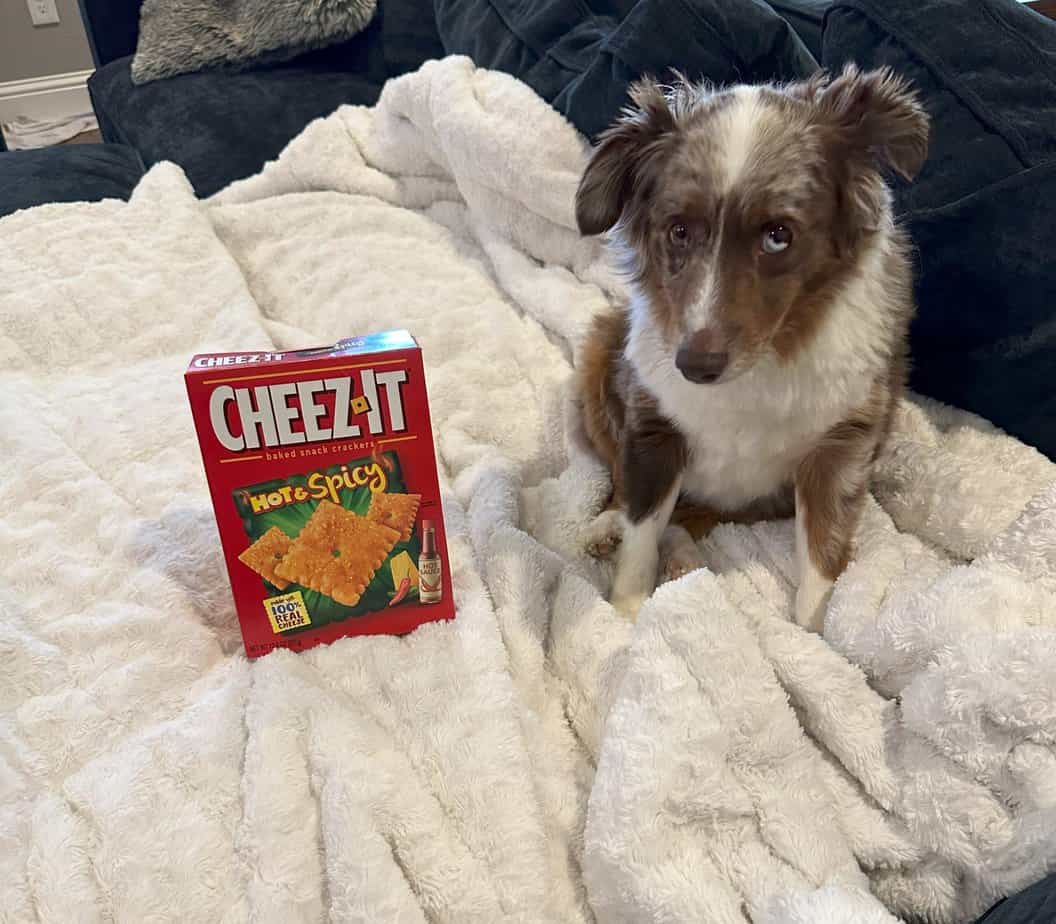 Can Dogs Eat Cheez Its