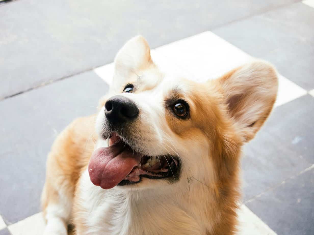 Corgi Aussie Mix