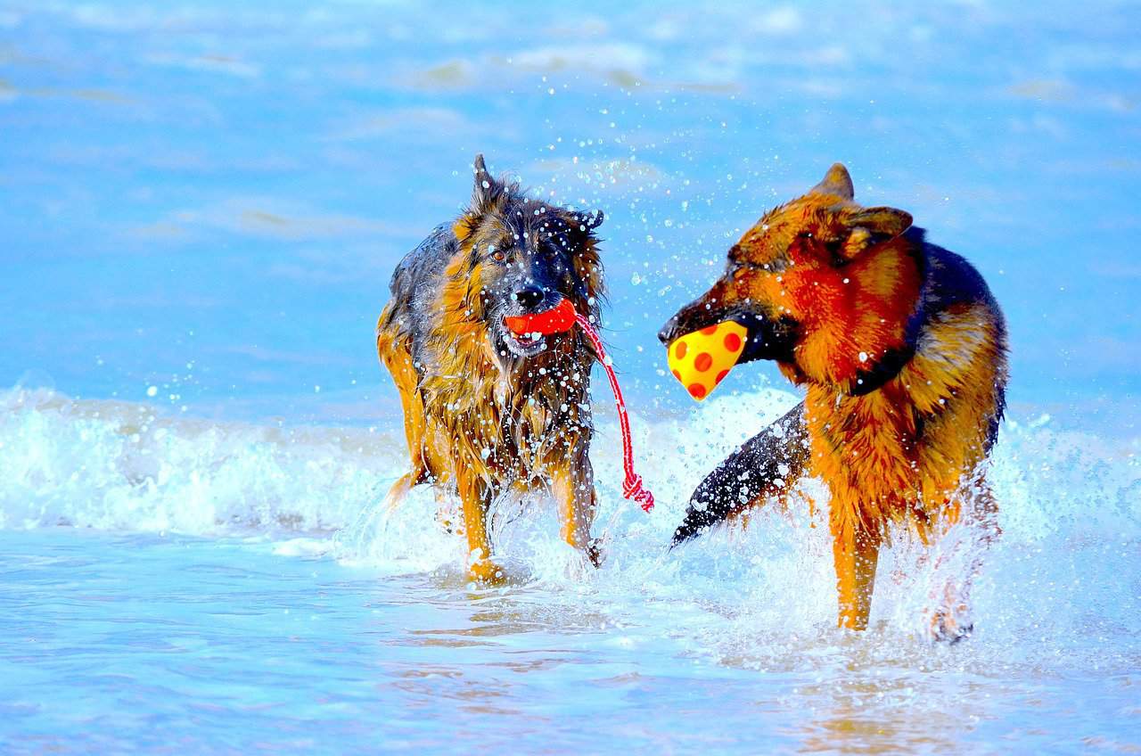 German Shepherd Australian Shepherd Mix