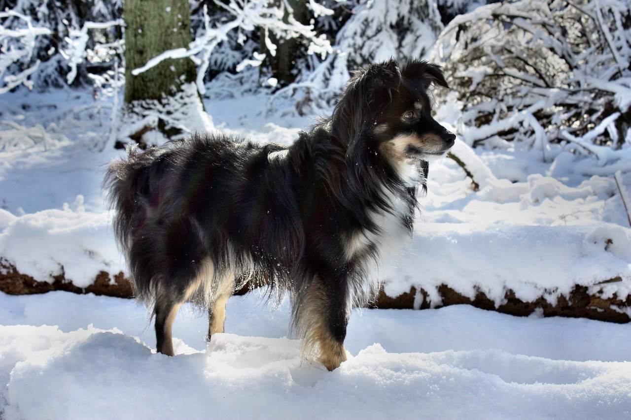 Teacup Australian Shepherd