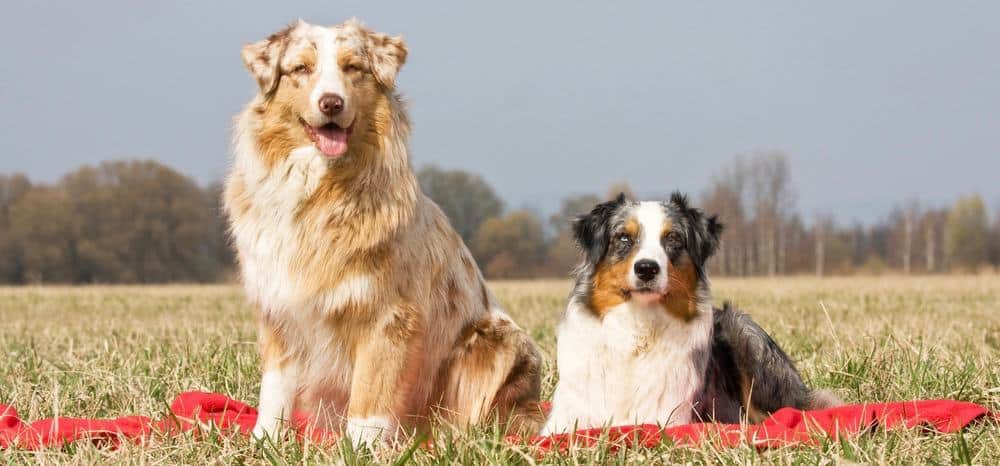 Full Grown Mini Australian Shepherd