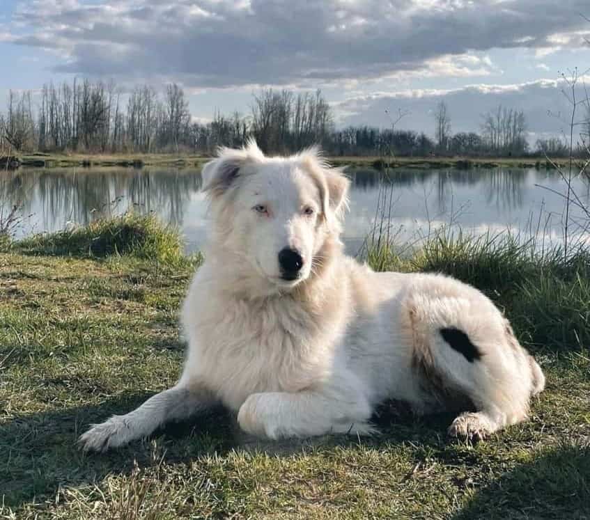 White Australian Shepherd