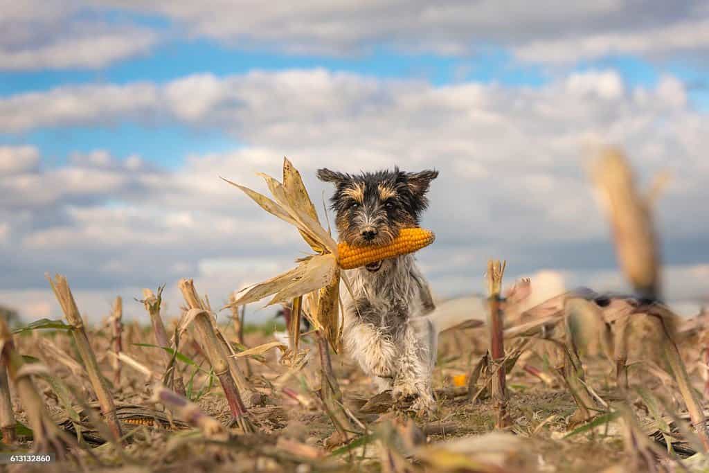 can dogs eat corn