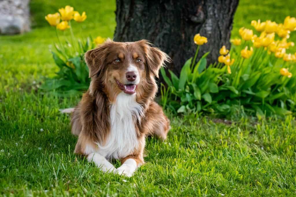 Australian Shepherd Lifespan Typical Longevity Australian Shepherd HQ